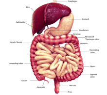 Digestive system